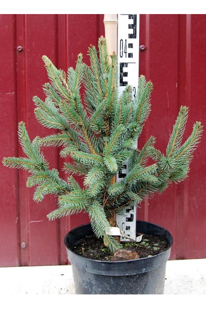 Ялина звичайна Купрессіна контейнер  5 л висота 35-45 см